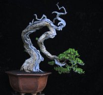 Vario