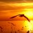 SunRise-